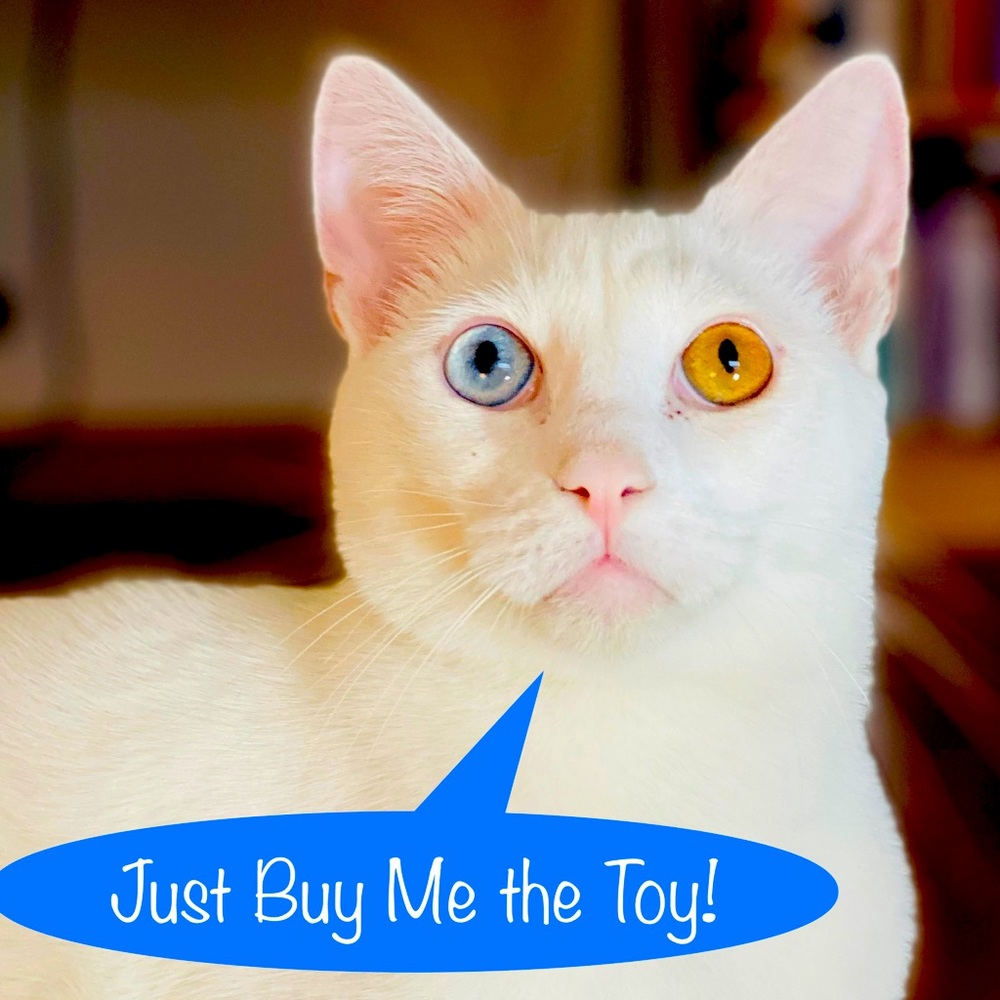 CAT & DOG TOYS - Sock Chew Toys for All Ages YOUR KITTEN or PUPPY will Love!